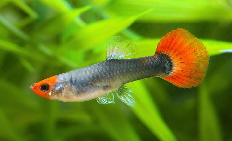 guppy koi tuxedo female